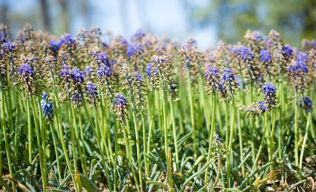 Amazing colorful Spring flowers in nature