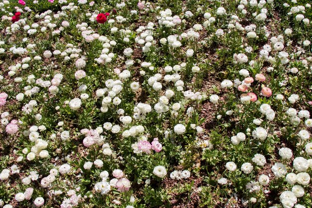 自然の中で驚くほどカラフルな春の花