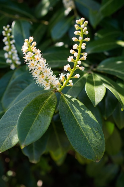 自然の中で驚くほどカラフルな春の花