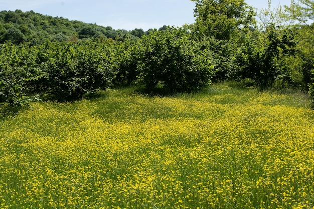 ビューで素晴らしいカラフルな春の花