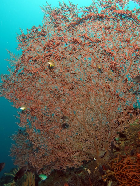 인도네시아 렘베 해협의 놀라운 산호초.