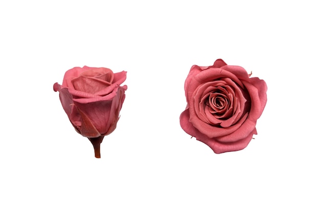 Amazing Cranbury rose on a white background