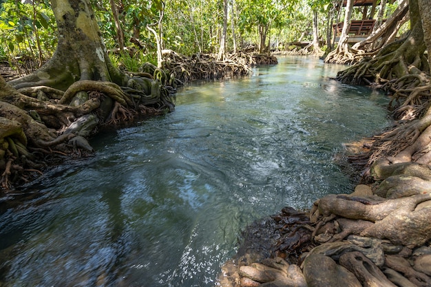 Incredibile canale color smeraldo cristallino con foresta di mangrovie a thapom krabi thailandia, la piscina emerald è una piscina invisibile nella foresta di mangrovie.