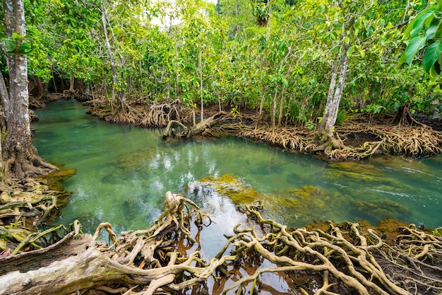 Amazing crystal clear emerald canal with mangrove forest at Thapom Krabi Thailand