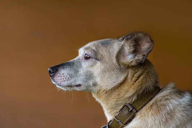 暗い背景の素晴らしい犬の肖像画