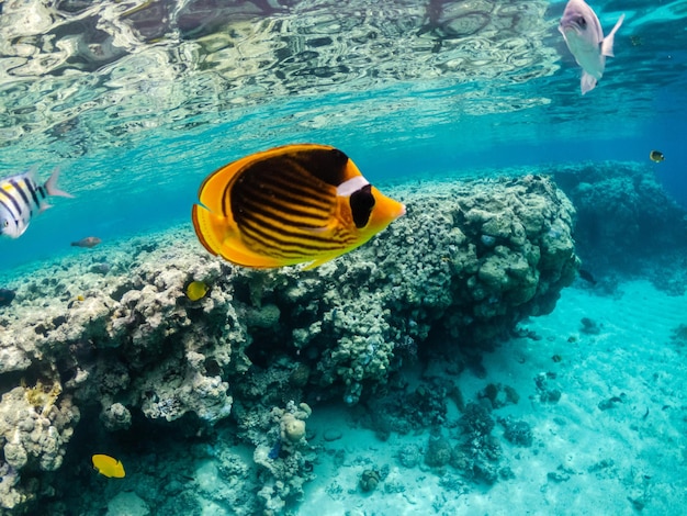 Amazing exotic yellow fishes in coral reef of Red sea