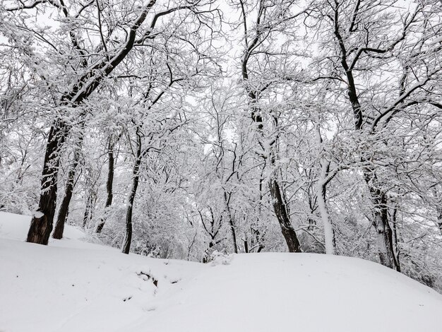 놀라운 동화 겨울 공원 눈으로 덮인 나무 크리스마스 계절 배경