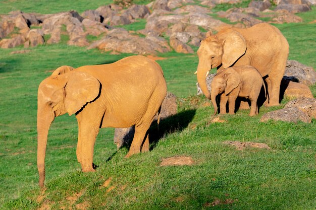 素晴らしいゾウの家族。ママ、パパと息子