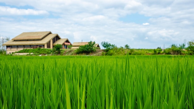 Foto incredibile campo di riso verde, sfondo, carta da parati