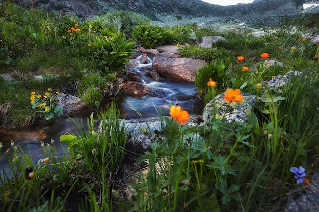 Photo amazing flora of the mountains, plants red book