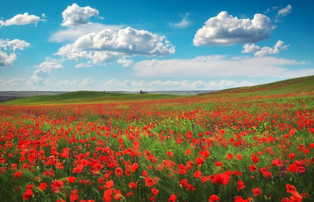 素晴らしい花の風景と曇りの青い空。咲く赤いポピー。自然の美しさと優れたカラフルなデザインの背景。