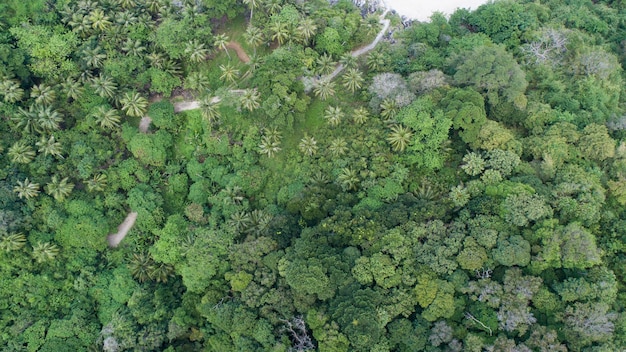 Amazing forest Aerial view of forest trees Rainforest ecosystem and healthy environment background Texture of green trees forest top down