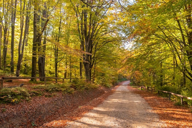 素晴らしいゴールデン シーズン晴れた日に黄色の葉を持つ美しい秋の森