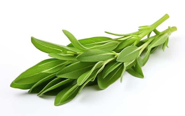 Amazing Green Color Bean on White or PNG Transparent Background