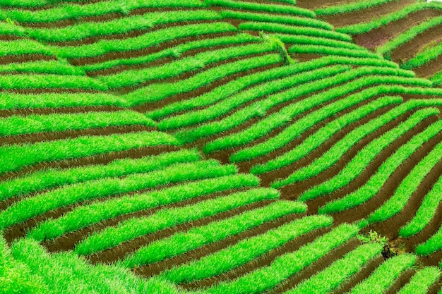 素晴らしい緑のテラス状の米畑の風景