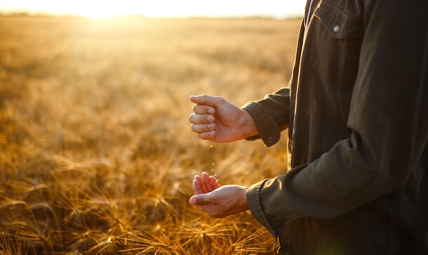 Amazing Hands Of A Farmer Closeup Holding A Handful Of Wheat Grains In A Wheat Field