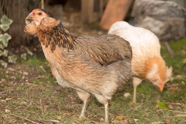 Amazing hen in the field on the hens house