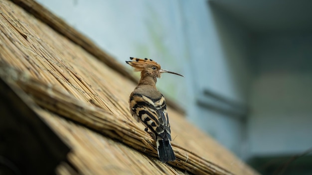 Amazing hoopoe sitting on the roof of a building