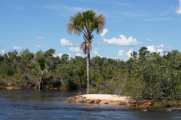 Amazing landscape of brazilian cerrado with buriti trees and river