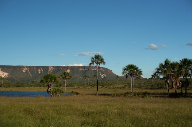 ブリティの木々や川を背景に山々があるブラジルのセラードの素晴らしい風景