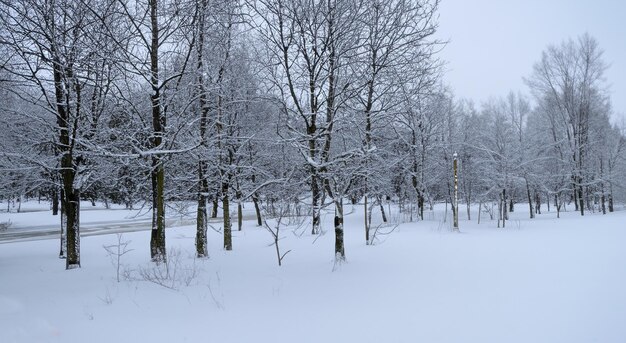 Удивительный пейзаж деревьев, полный снега.