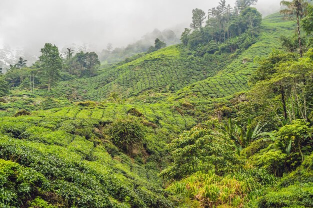 Amazing landscape view of tea plantation in sunset, sunrise time. Nature background with blue sky and foggy