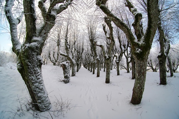 Amazing linden park in Katvari manor house garden during winter, fish eye effect