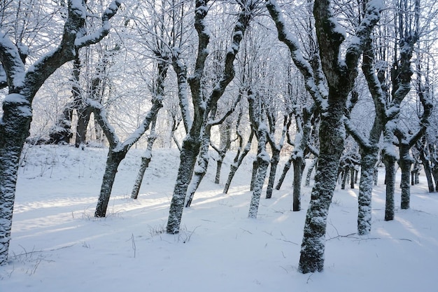 Amazing linden park in Katvari manor house garden during winter, fish eye effect