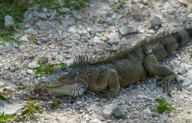 Photo amazing look at an iguana posing in thick rock and green grass.