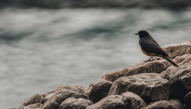 素晴らしい写真です 写真を撮ってみてください 素晴らしい写真を撮りました