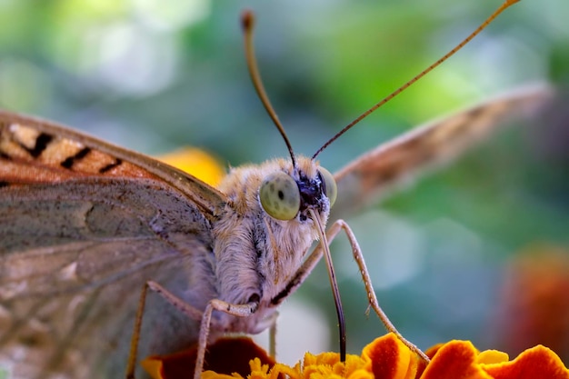 Amazing macro of a colorful butterfly on a flower with blurred background