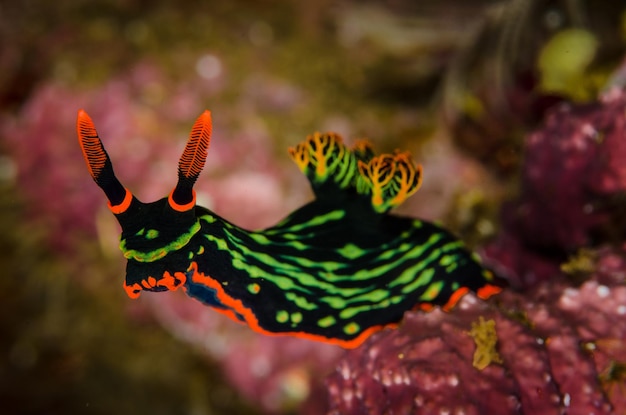 Amazing macro shot of a Nudibranch under the sea