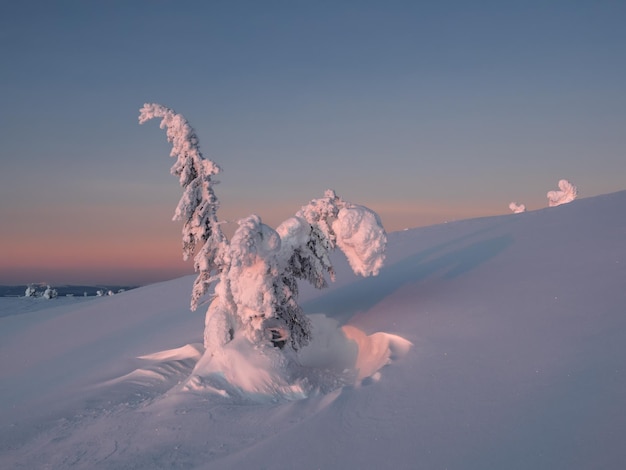 曲がったモミの木の驚くべき魔法の奇妙なシルエットは雪で覆われています 北極の過酷な自然 冬の神秘的なおとぎ話 雪に覆われた山腹の孤独なクリスマスのモミの木