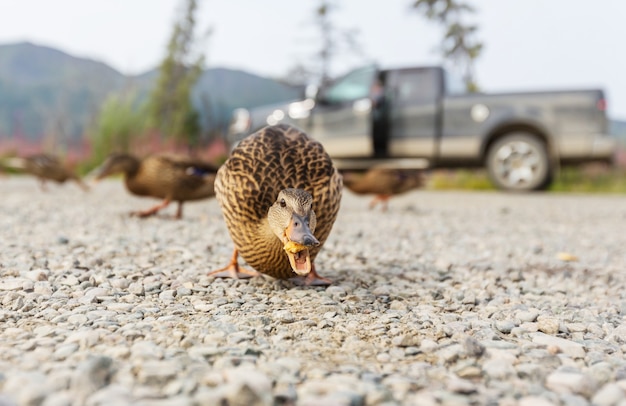 Amazing mallard duck on mountains lake