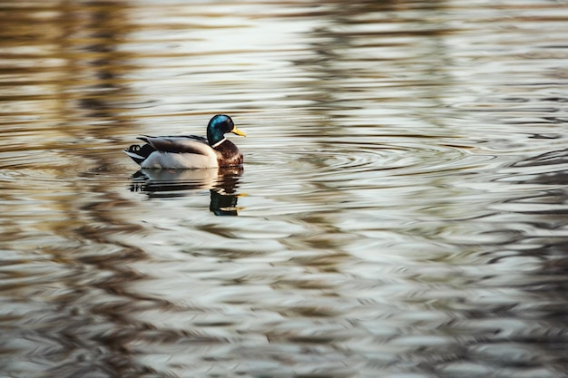 Amazing multi-colored mallard ducks (anas platyrhynchos) swim in lake or river under sunlight landscape.