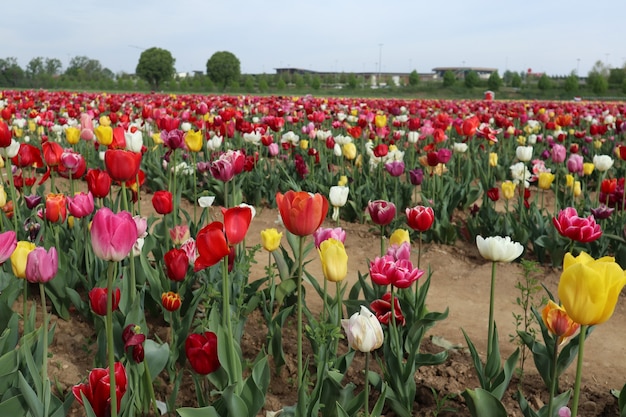 Amazing multicolor tulip fields in italy