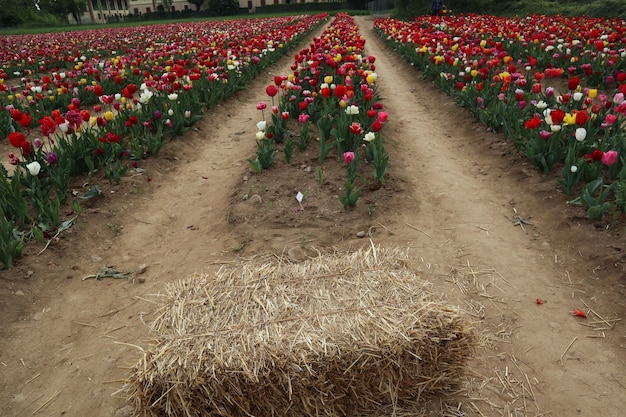 Amazing multicolor tulip fields in italy