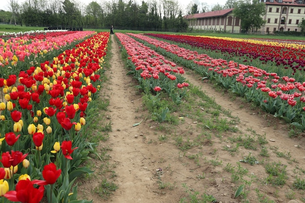 Amazing multicolor tulip fields in italy