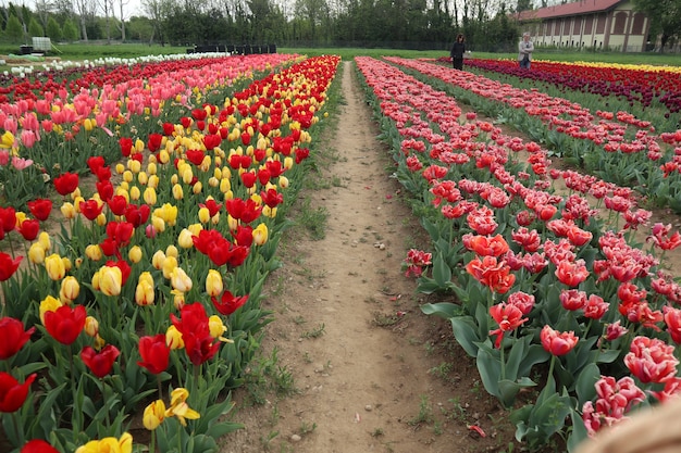 Amazing multicolor tulip fields in italy