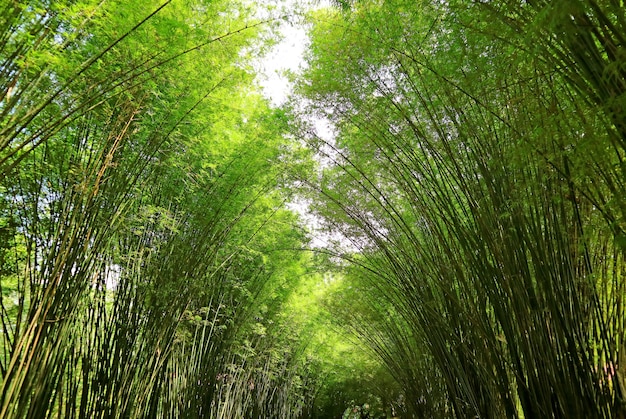 ナコーンナーヨック県タイのchulapornwanaram寺院の素晴らしい天然竹の木のアーチ