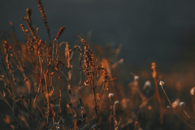 Amazing natural dark background of dry plants in the evening