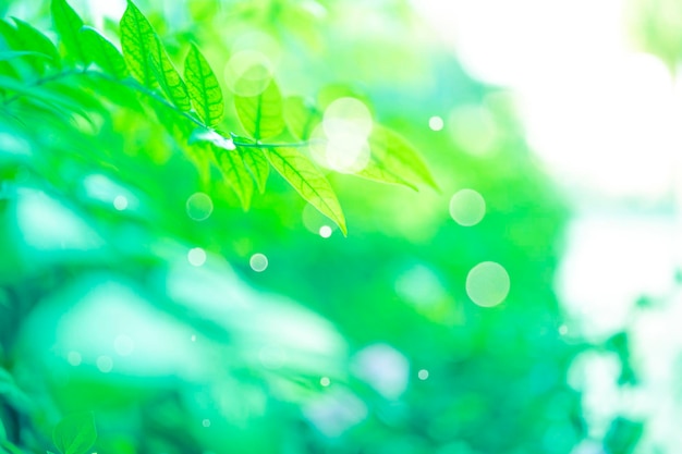 Photo amazing nature view of green leaf on blurred greenery background in garden and sunlight with copy space using as background natural green plants landscape