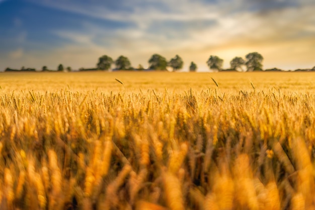 Amazing nature view. Sunset or sunrise on a rye field with golden ears and a dramatic cloudy sky