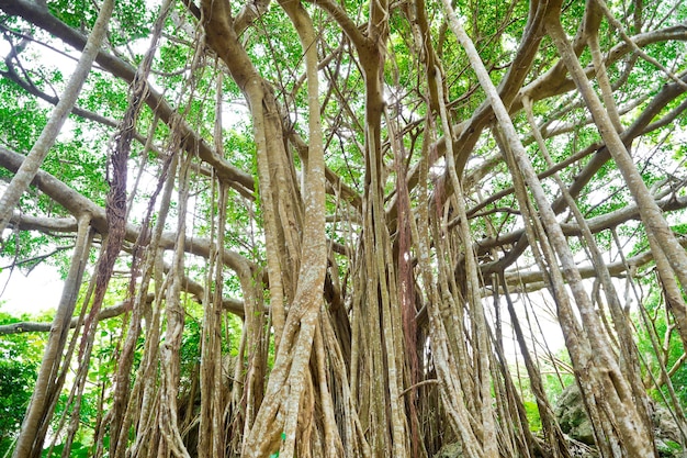 Amazing old giant tree and roots in green forest in Dai Sekirinzan park, Okinawa, Japan