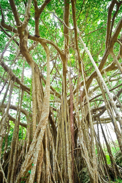 Foto incredibile vecchio albero gigante e radici nella foresta verde nel parco dai sekirinzan, okinawa, in giappone