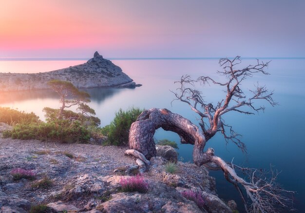 Amazing old tree growing out of the rock at sunrise Colorful landscape with tree mountain sea and blue sky in the morning Summer in mountains at dusk Travel Nature background Beautiful coast