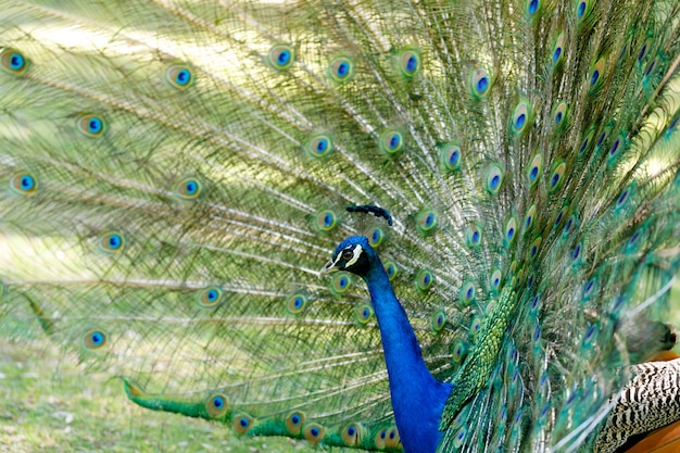 Amazing peacock during his exhibition