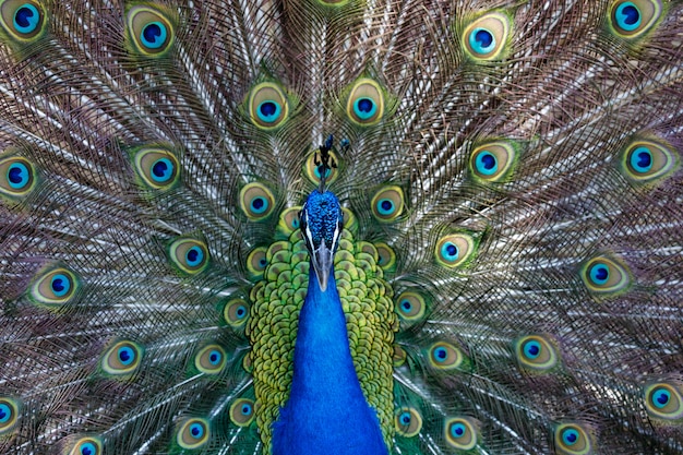 Amazing peacock during his exhibition