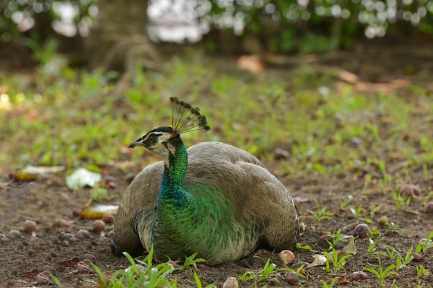 Pavone stupefacente in natura all'aperto