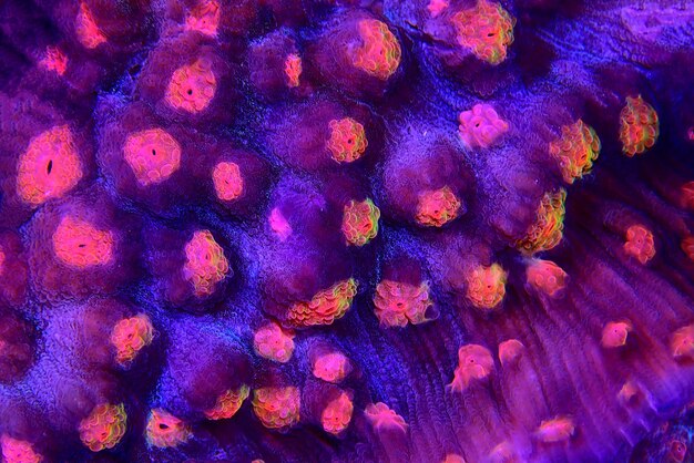 Amazing photography on Chalice large polyps stony coral